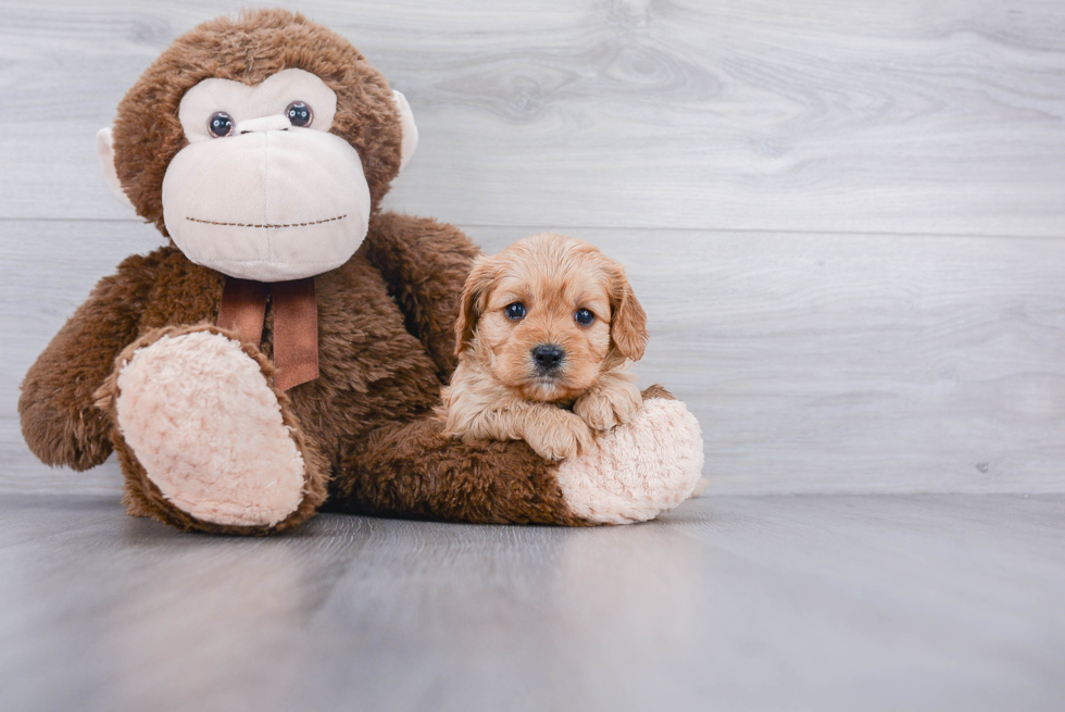 Best Cavapoo Baby