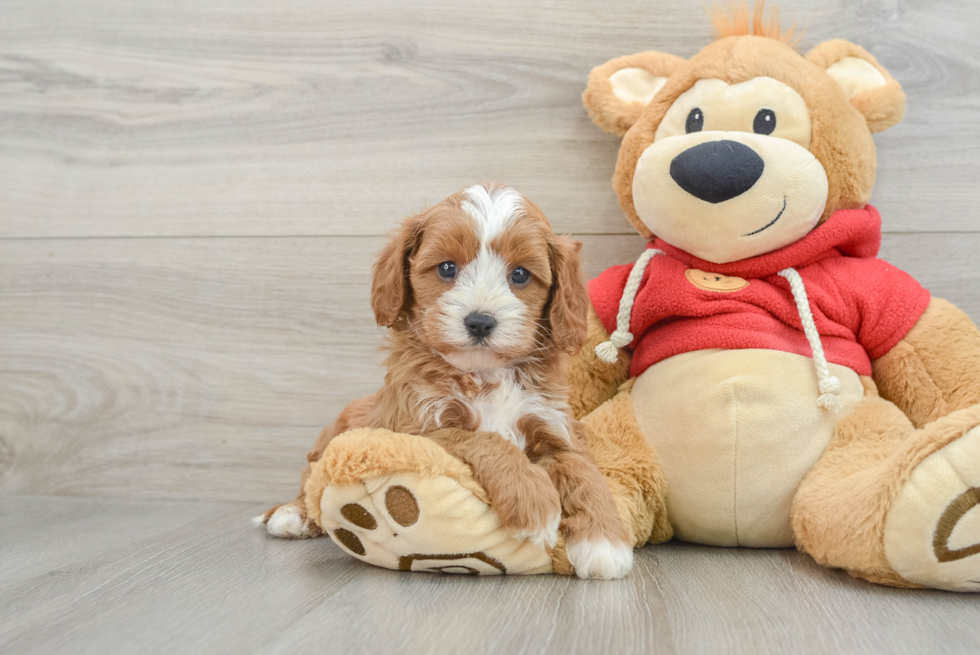 Fluffy Cavapoo Poodle Mix Pup