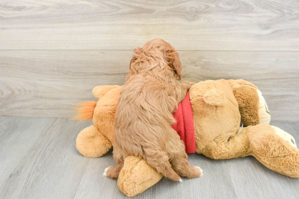 Best Cavapoo Baby