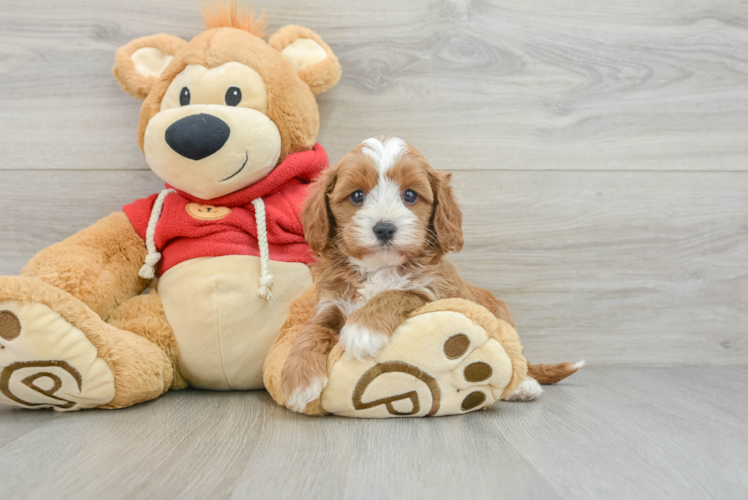 Best Cavapoo Baby