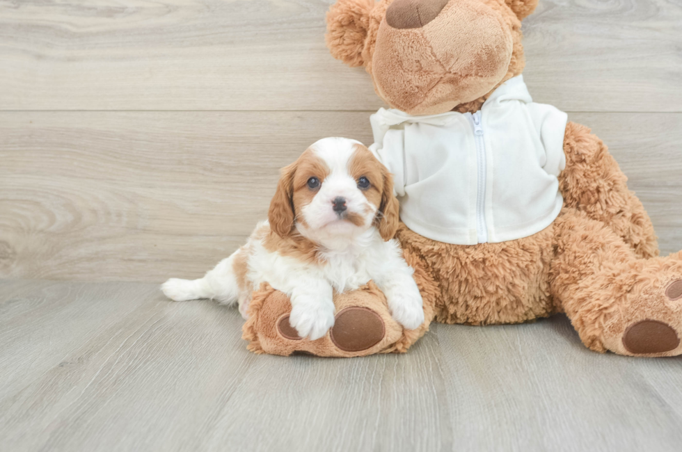 6 week old Cavapoo Puppy For Sale - Premier Pups