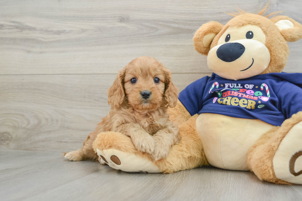 Funny Cavapoo Poodle Mix Pup