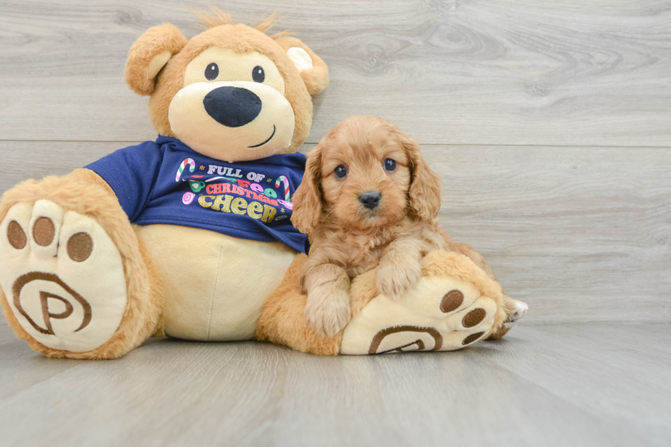 Cavapoo Pup Being Cute