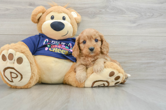 Cavapoo Pup Being Cute