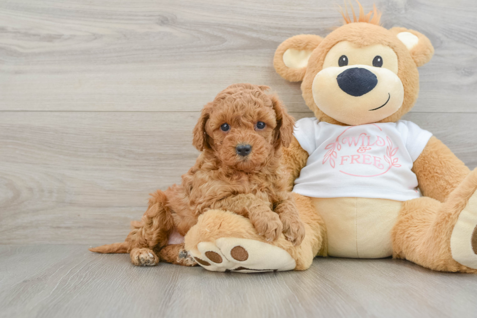 Playful Cavapoodle Poodle Mix Puppy