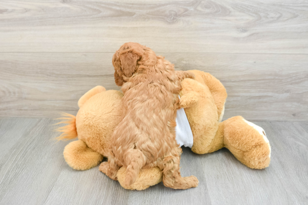 Little Cavipoo Poodle Mix Puppy