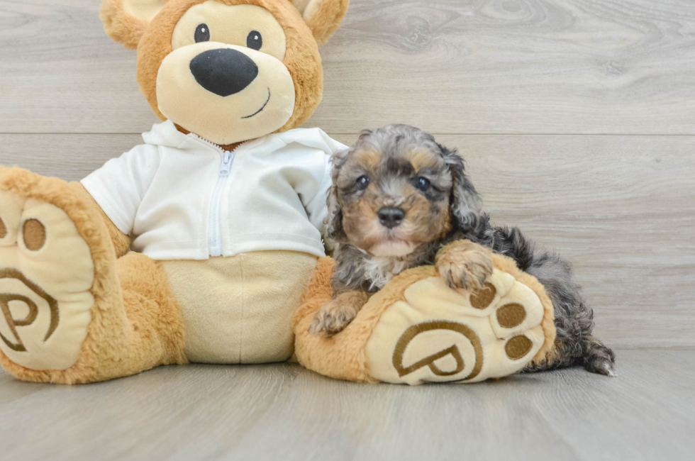 6 week old Cavapoo Puppy For Sale - Premier Pups