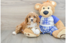 Friendly Cavapoo Baby