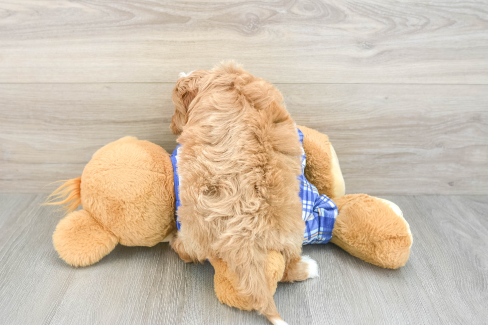 Best Cavapoo Baby