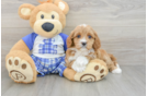 Hypoallergenic Cavadoodle Poodle Mix Puppy