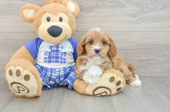 Hypoallergenic Cavadoodle Poodle Mix Puppy