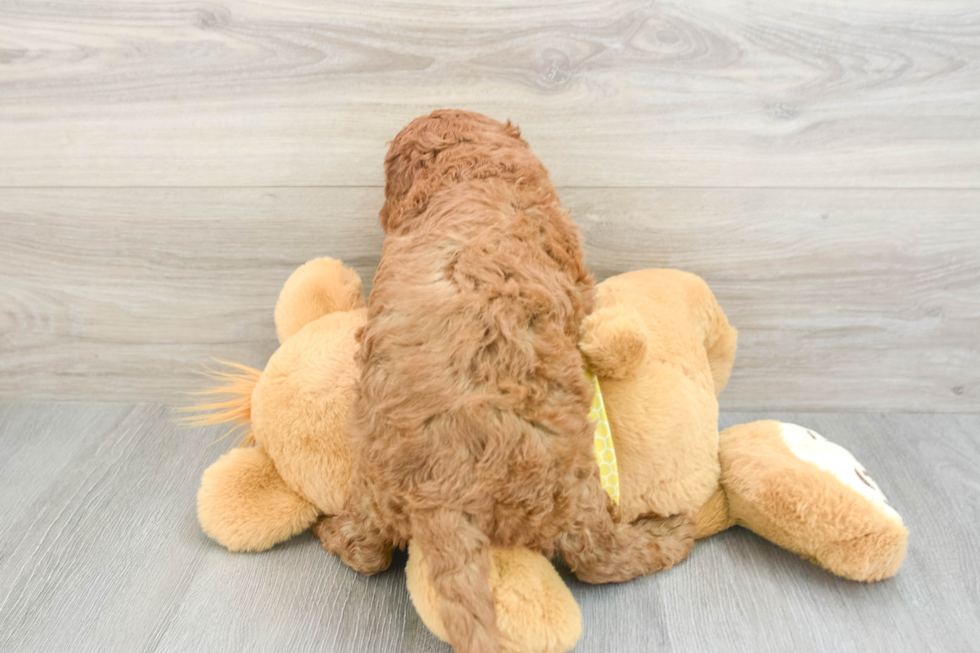 Cavapoo Puppy for Adoption