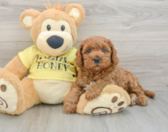 9 week old Cavapoo Puppy For Sale - Premier Pups