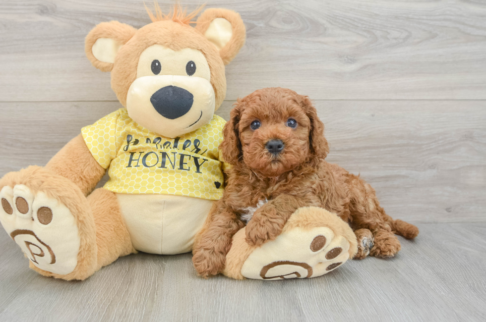 8 week old Cavapoo Puppy For Sale - Premier Pups