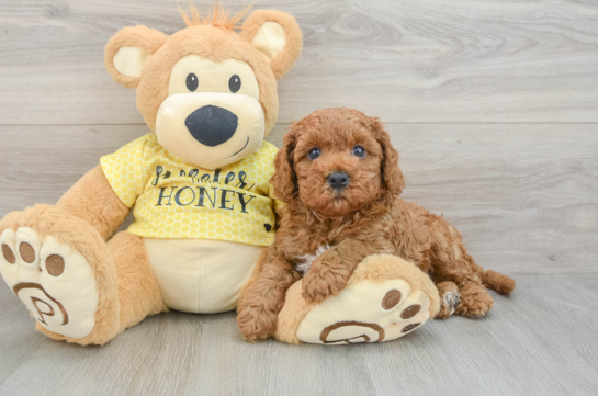 Best Cavapoo Baby
