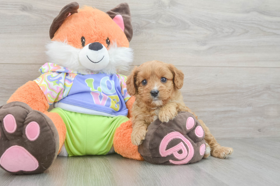 6 week old Cavapoo Puppy For Sale - Premier Pups