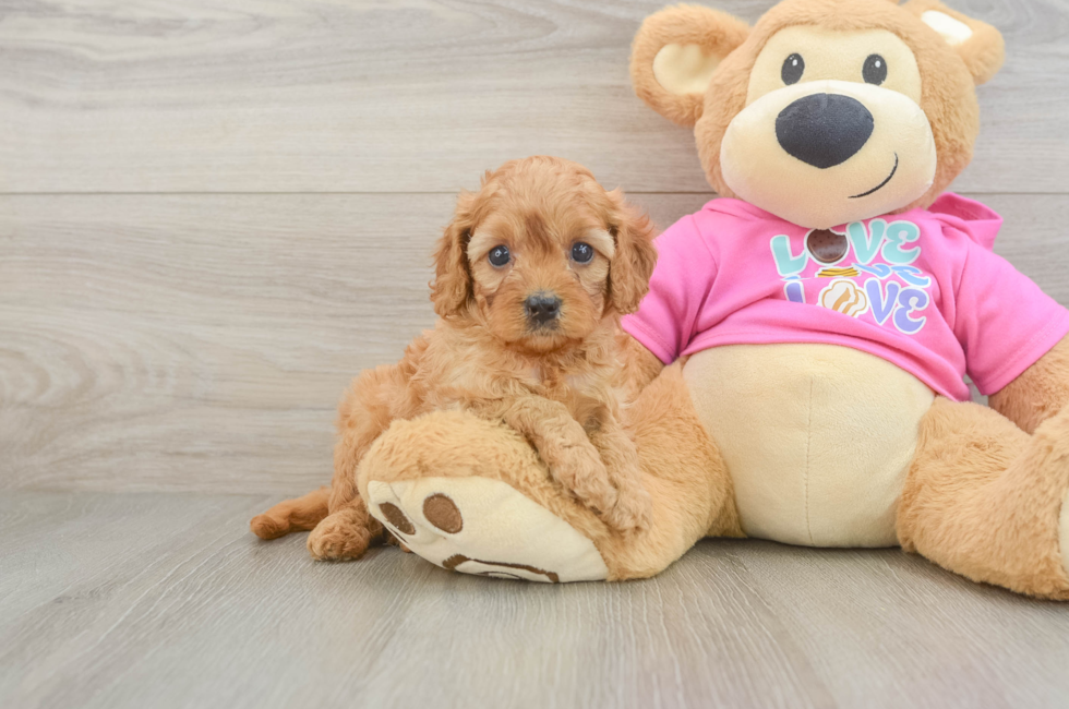 5 week old Cavapoo Puppy For Sale - Premier Pups