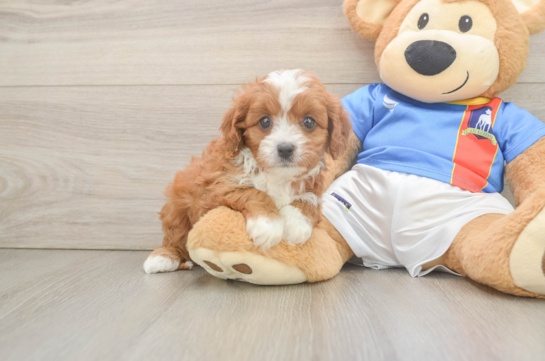 Cavapoo Puppy for Adoption