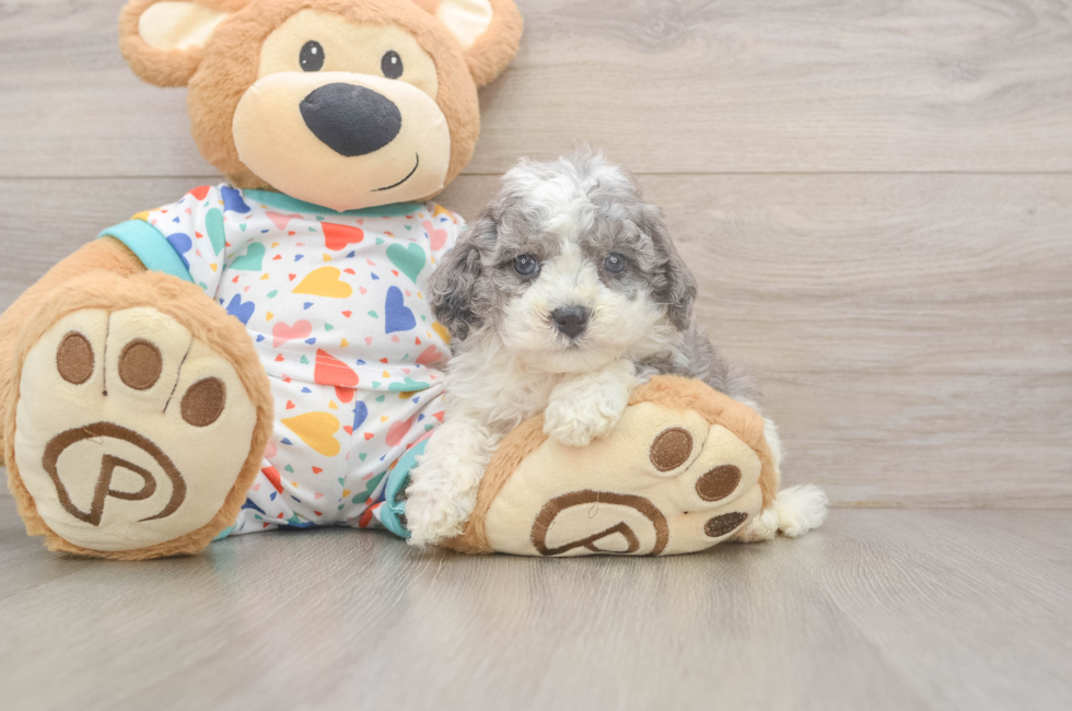 5 week old Cavapoo Puppy For Sale - Premier Pups