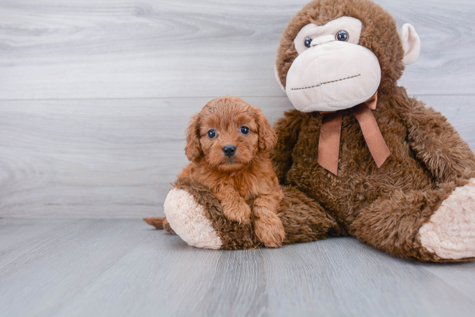 Friendly Cavapoo Baby