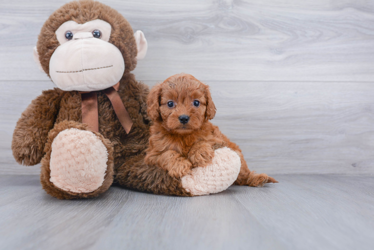 Cavapoo Pup Being Cute