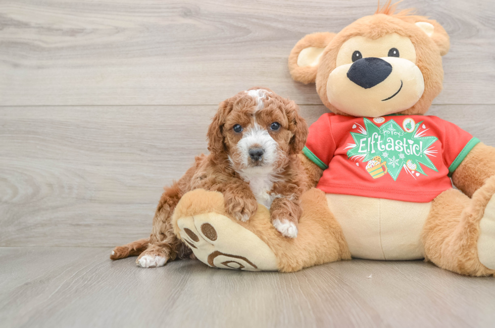 5 week old Cavapoo Puppy For Sale - Premier Pups