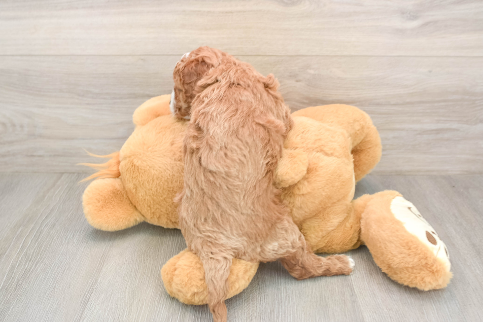 Fluffy Cavapoo Poodle Mix Pup