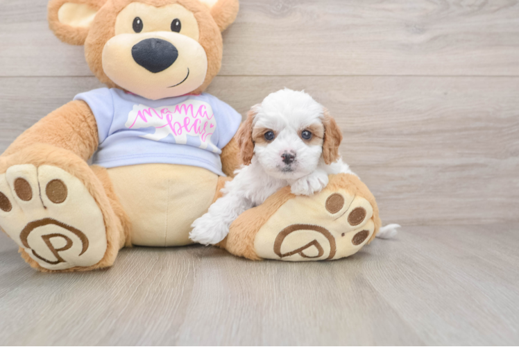 Adorable Cavalier King Charles Spaniel and Poodle Mix Poodle Mix Puppy