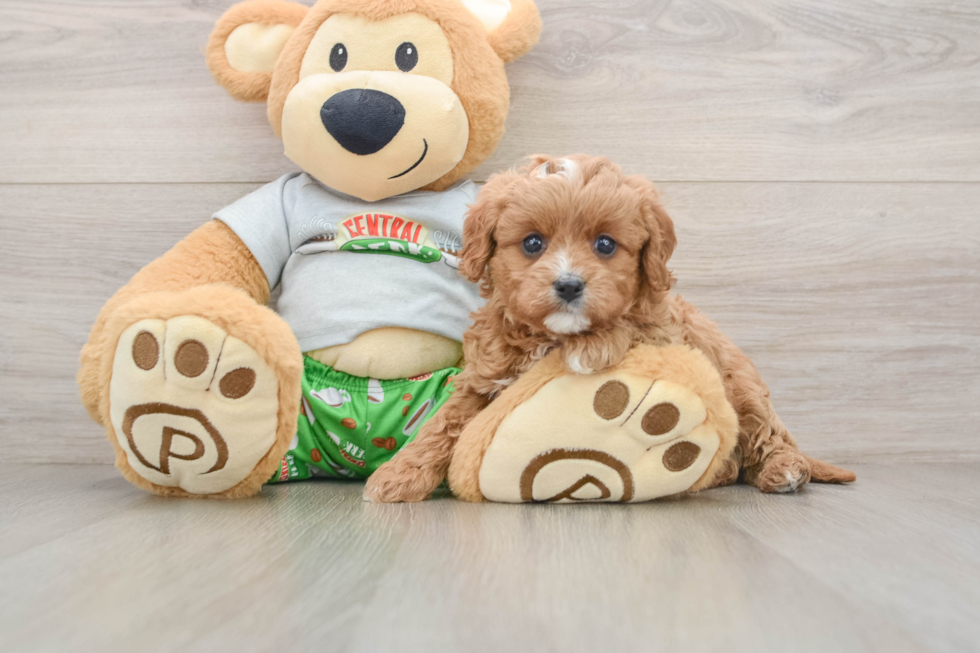 Little Cavipoo Poodle Mix Puppy