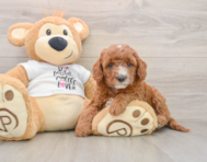 8 week old Cavapoo Puppy For Sale - Premier Pups