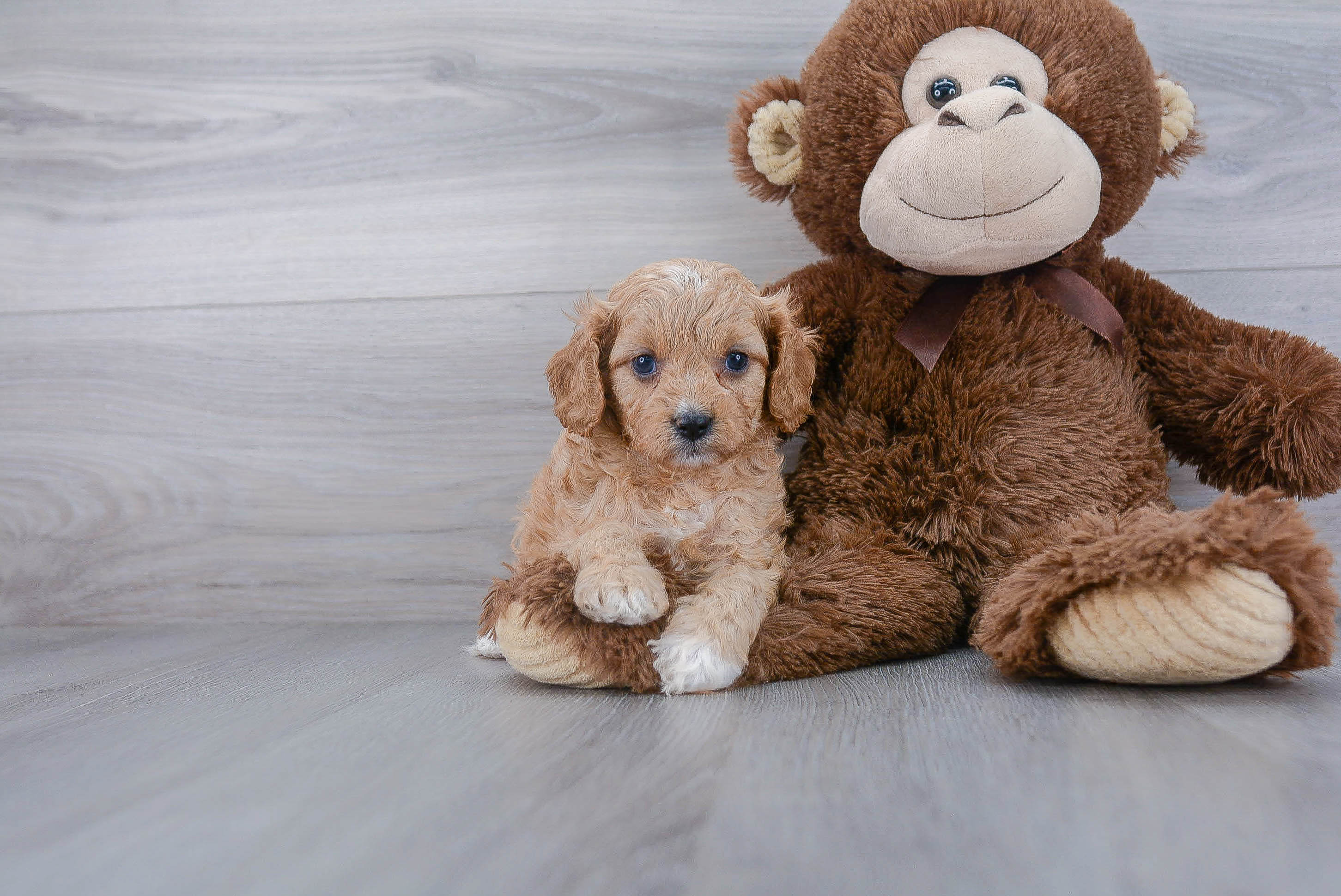 Cavapoo Puppy for Adoption