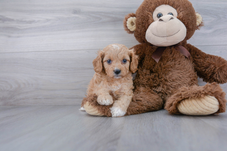 Cavapoo Puppy for Adoption