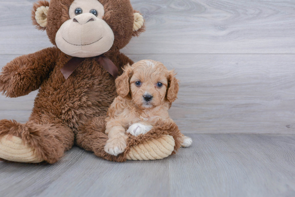 Cavapoo Pup Being Cute