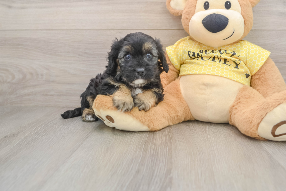 Fluffy Cavapoo Poodle Mix Pup
