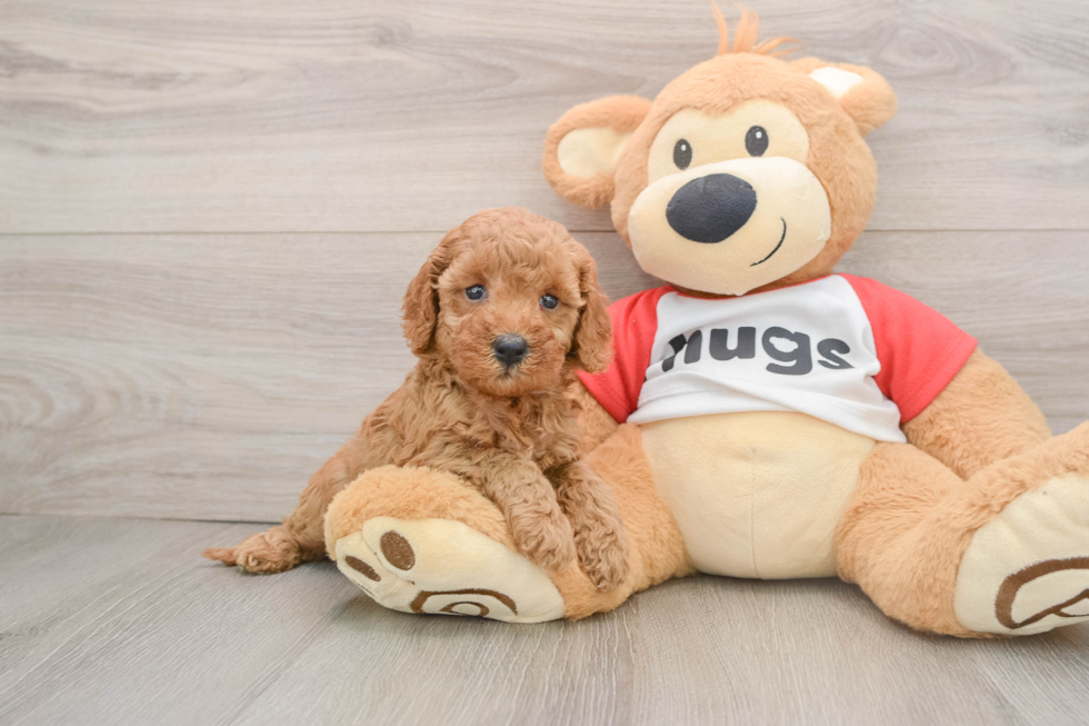 Cavapoo Pup Being Cute