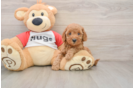 Cavapoo Pup Being Cute