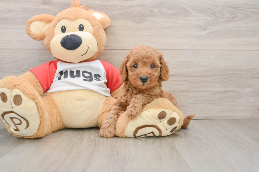 Cavapoo Pup Being Cute