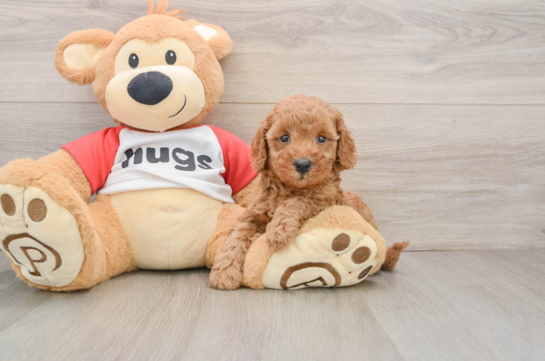 Cavapoo Pup Being Cute