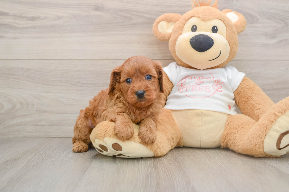 Cavapoo Puppy for Adoption