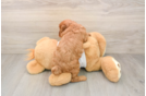 Playful Cavapoodle Poodle Mix Puppy