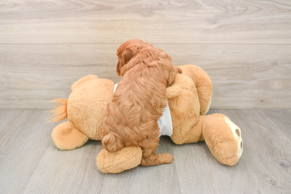 Playful Cavapoodle Poodle Mix Puppy