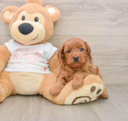6 week old Cavapoo Puppy For Sale - Premier Pups