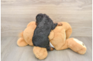 Smart Cavapoo Poodle Mix Pup