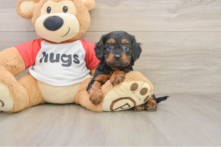 Cavapoo Pup Being Cute