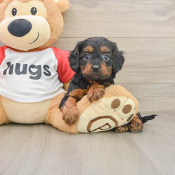 Cavapoo Pup Being Cute