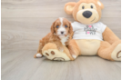 Cavapoo Pup Being Cute