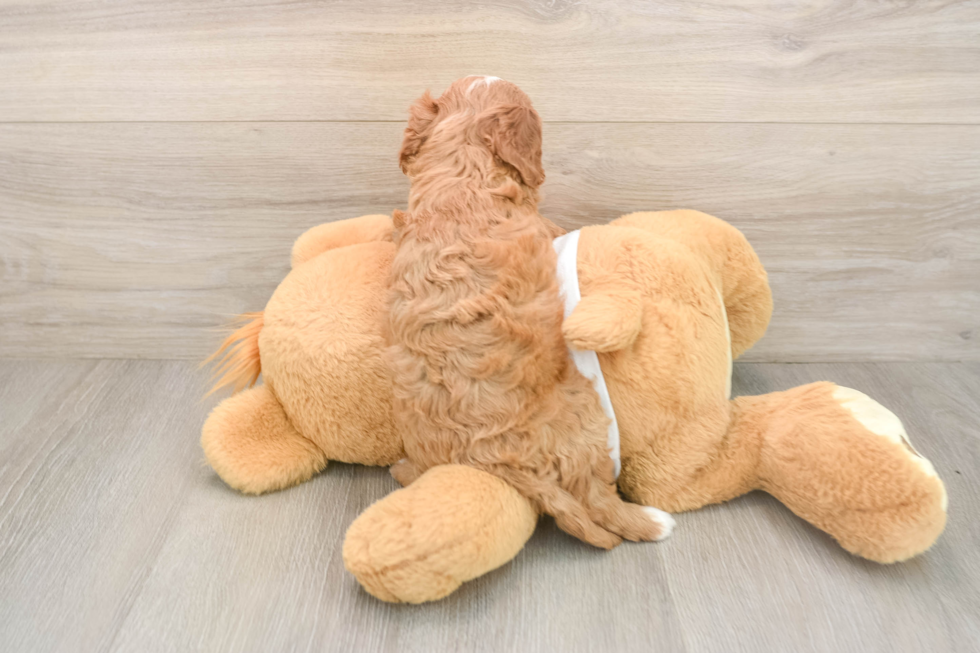 Best Cavapoo Baby