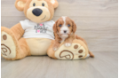 Petite Cavapoo Poodle Mix Pup