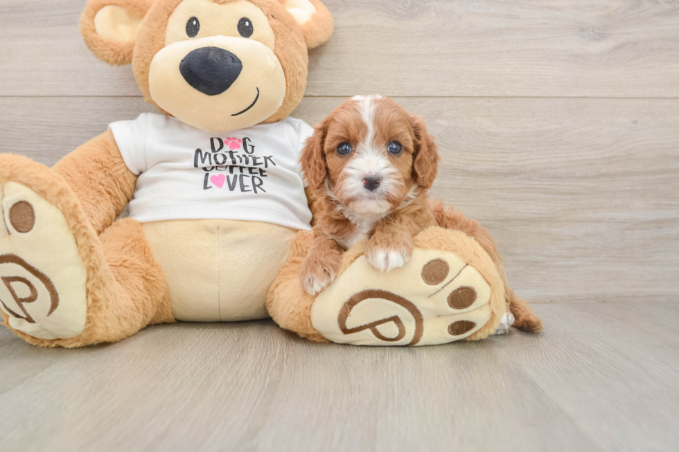 Petite Cavapoo Poodle Mix Pup