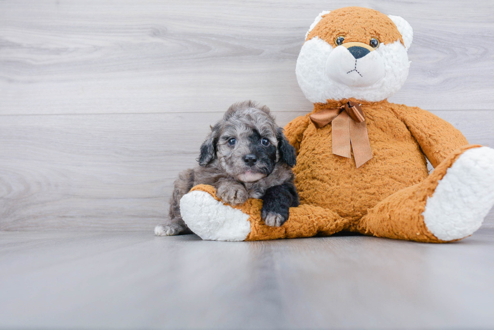 Adorable Cavoodle Poodle Mix Puppy